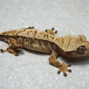 트라이 드리피 익스트림할리퀸