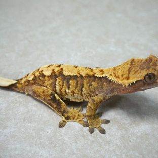 트라이 익스트림할리퀸