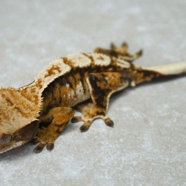 익스트림할리퀸 트라이