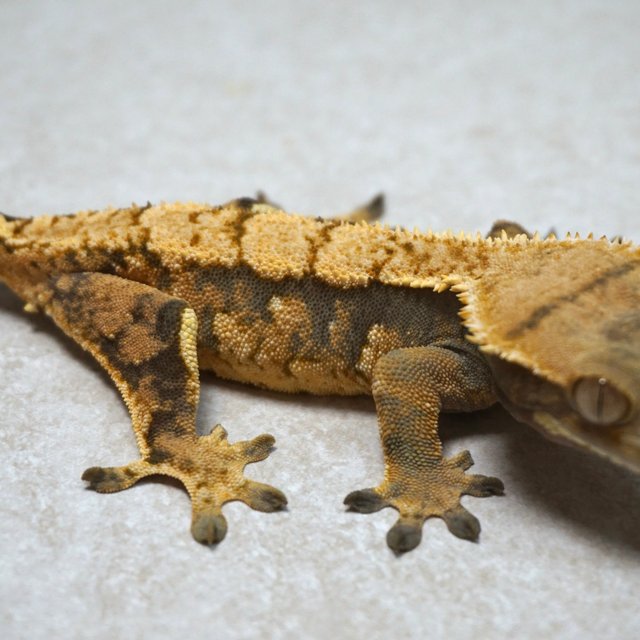 트라이 할리퀸 익스트림할리퀸 텐저린