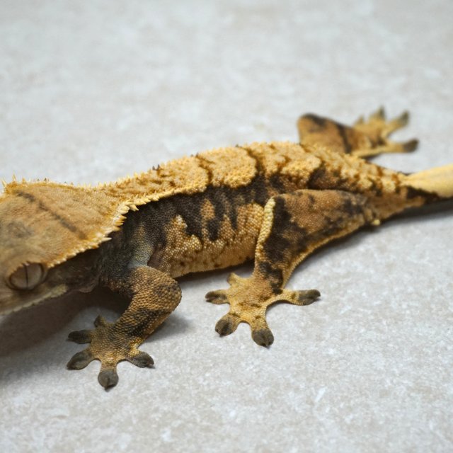 트라이 할리퀸 익스트림할리퀸 텐저린