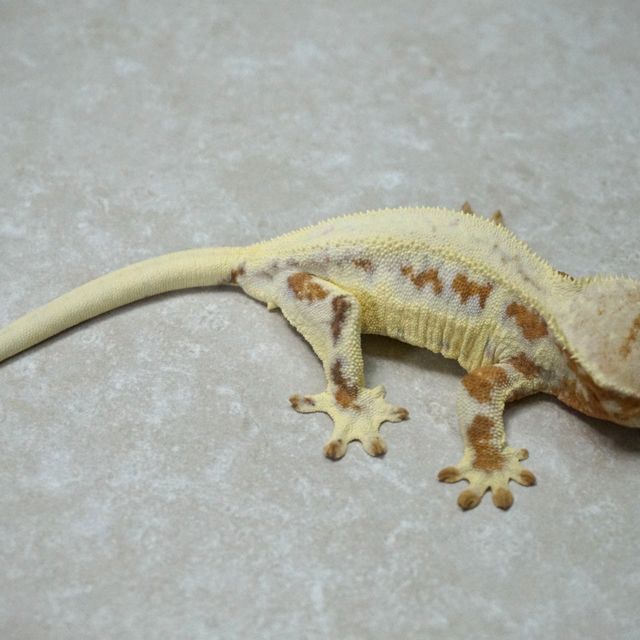 릴리화이트 옐로우 텐저린