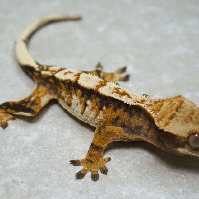 익스트림할리퀸 트라이