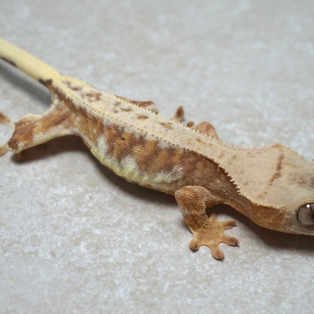 릴리화이트 레드