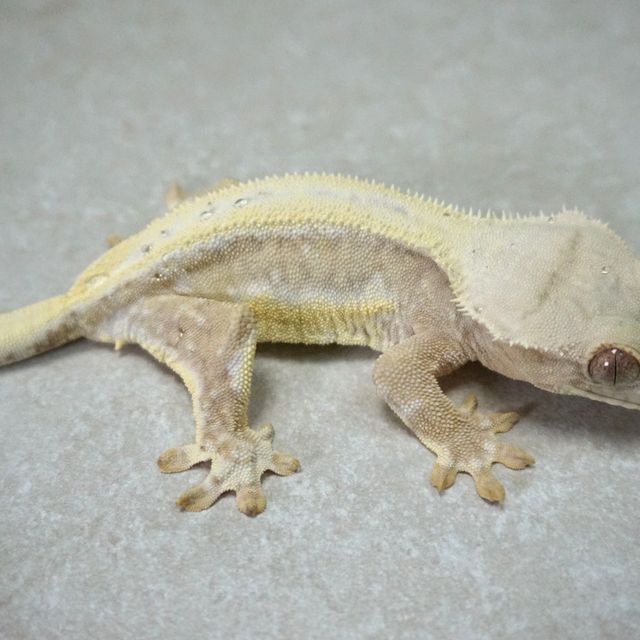 릴리화이트 옐로우