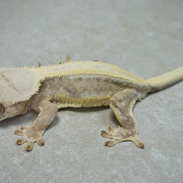 릴리화이트 옐로우