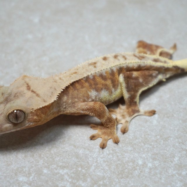 릴리화이트 레드