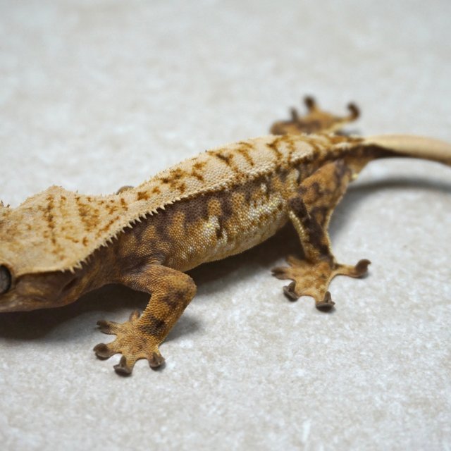 트라이 드리피 익스트림할리퀸