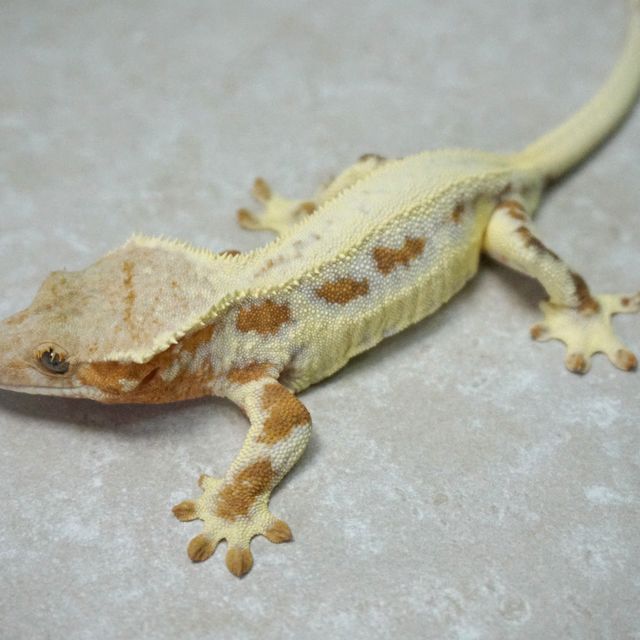 릴리화이트 옐로우 텐저린