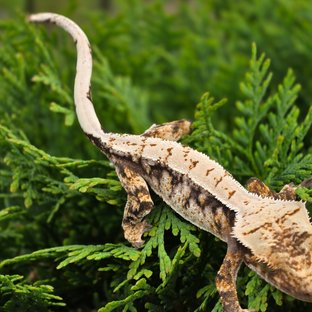 드리피 화이트스팟