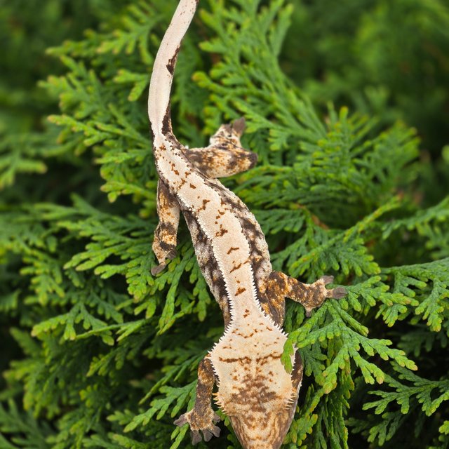 드리피 화이트스팟