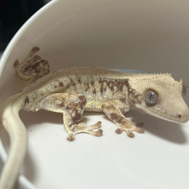 릴리화이트 트라이