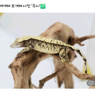노멀