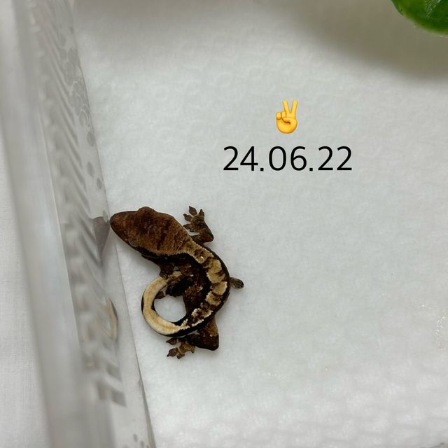 화이트스팟 할리퀸 익스트림할리퀸 화이트포트홀