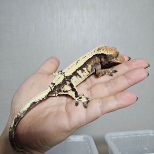 세이블