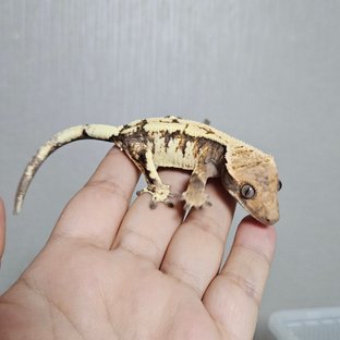 세이블