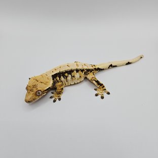 노멀 트라이 익스트림할리퀸 드리피