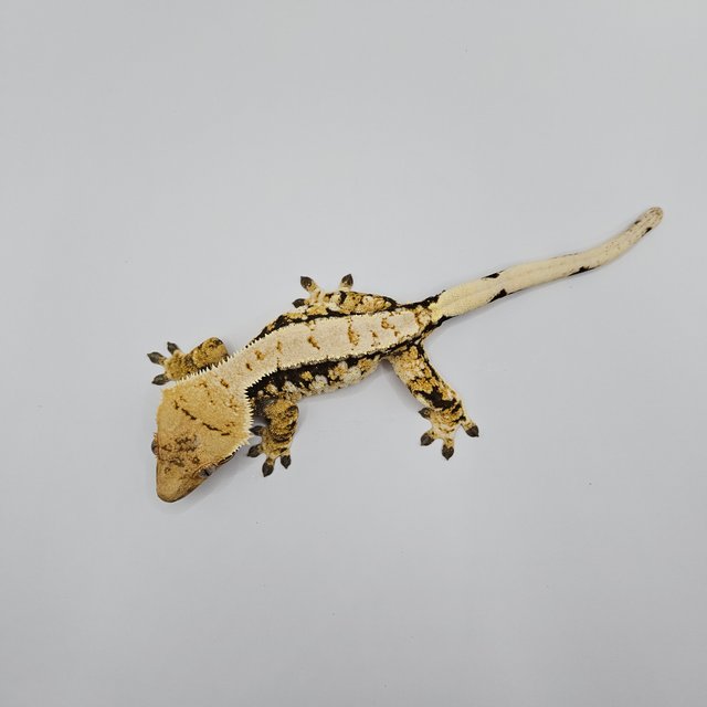 노멀 트라이 익스트림할리퀸 드리피