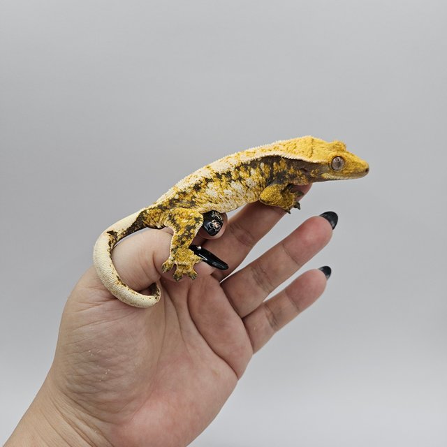 노멀 트라이 드리피 화이트스팟 익스트림할리퀸