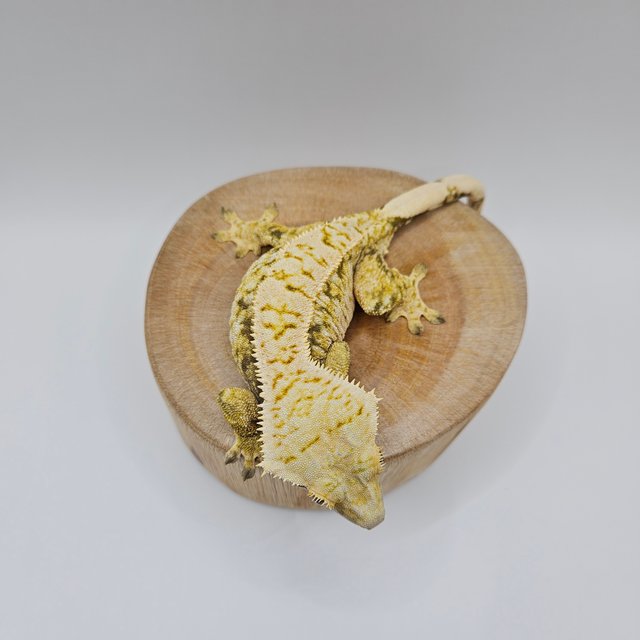 노멀 트라이 익스트림할리퀸 드리피 화이트스팟