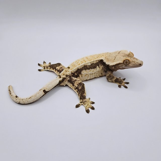 노멀 쿼드 드리피