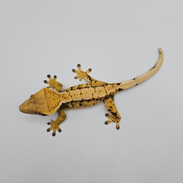 노멀 트라이 드리피 익스트림할리퀸 화이트스팟