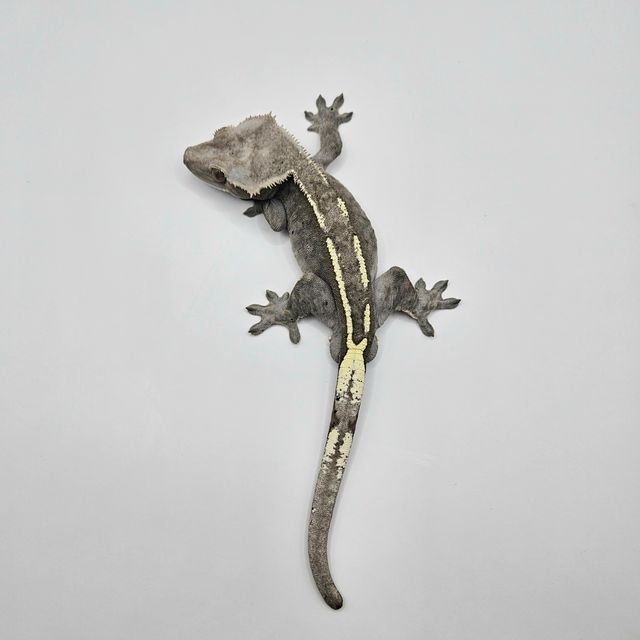 아잔틱