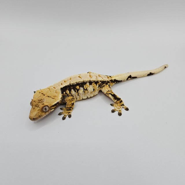 노멀 트라이 익스트림할리퀸 드리피