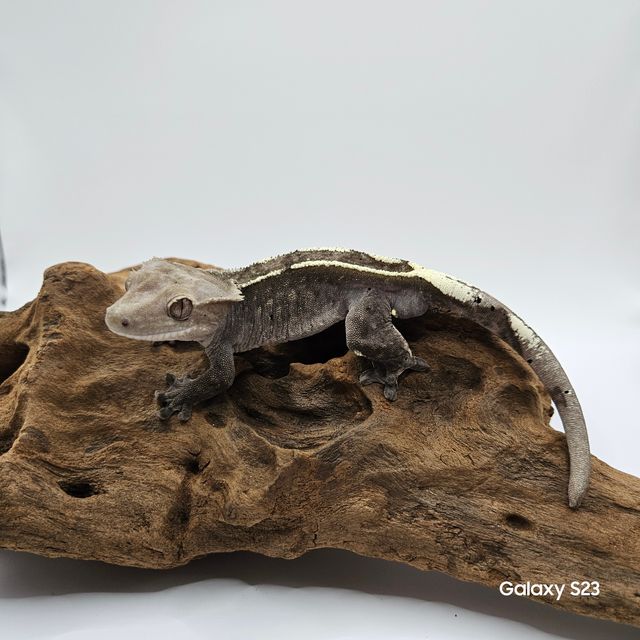 아잔틱