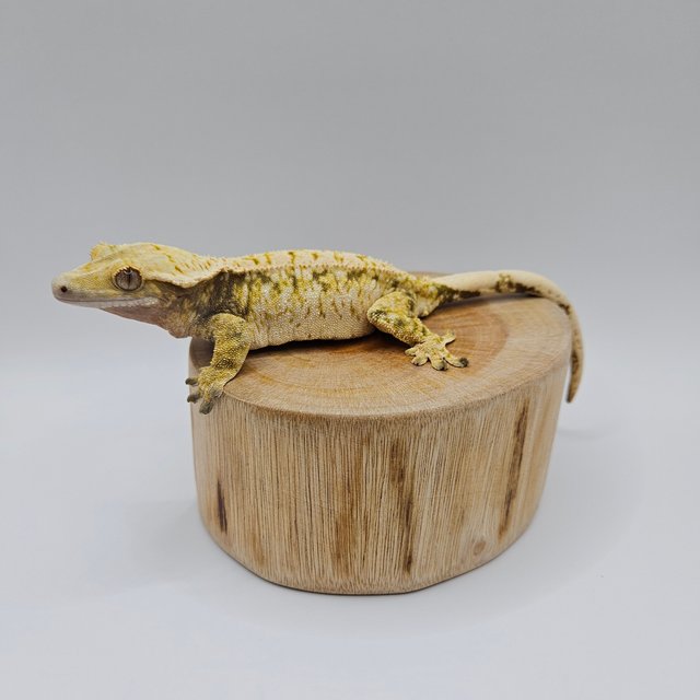 노멀 트라이 익스트림할리퀸 드리피 화이트스팟