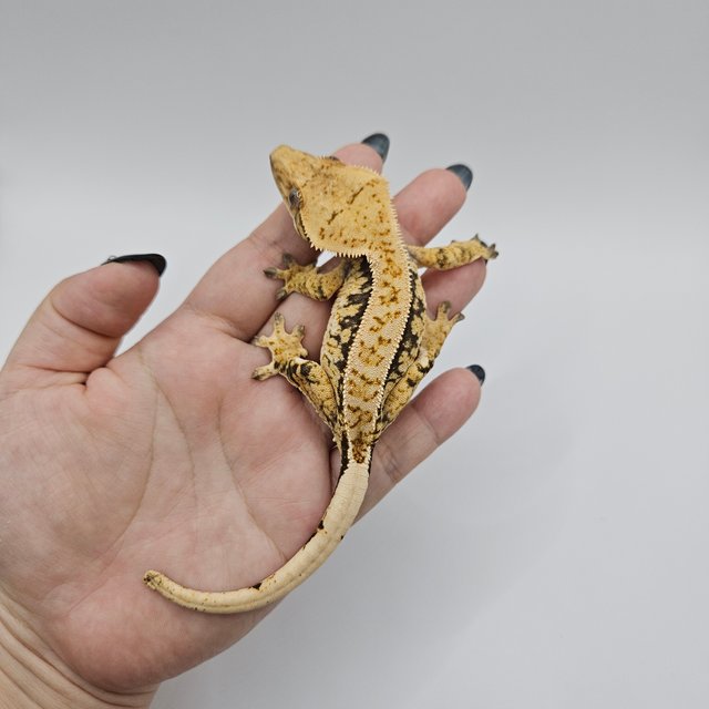 노멀 트라이 드리피 익스트림할리퀸