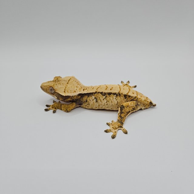 노멀 트라이 익스트림할리퀸 드리피 화이트스팟