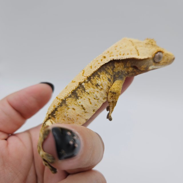 노멀 트라이 익스트림할리퀸 드리피 화이트스팟