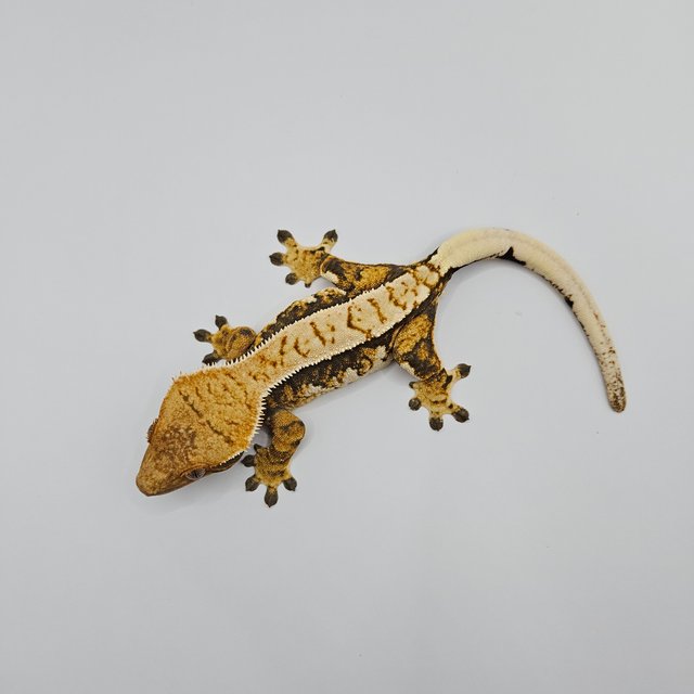 트라이 익스트림할리퀸 노멀 텐저린