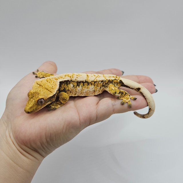 노멀 트라이 드리피 화이트스팟 익스트림할리퀸