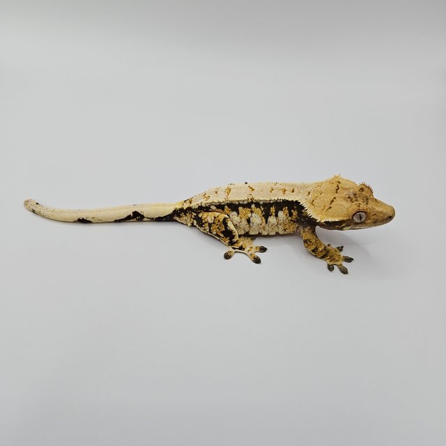 노멀 트라이 익스트림할리퀸 드리피