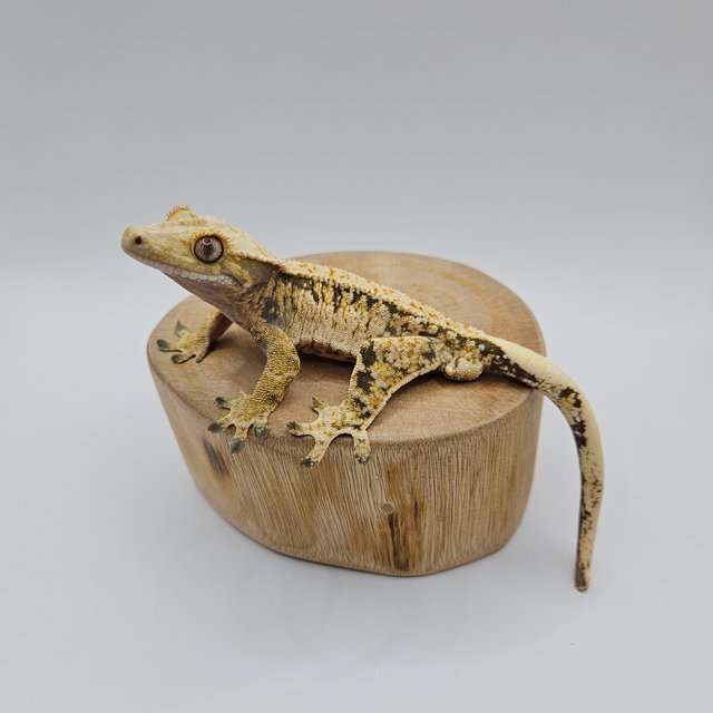 노멀 트라이 익스트림할리퀸 드리피 화이트스팟