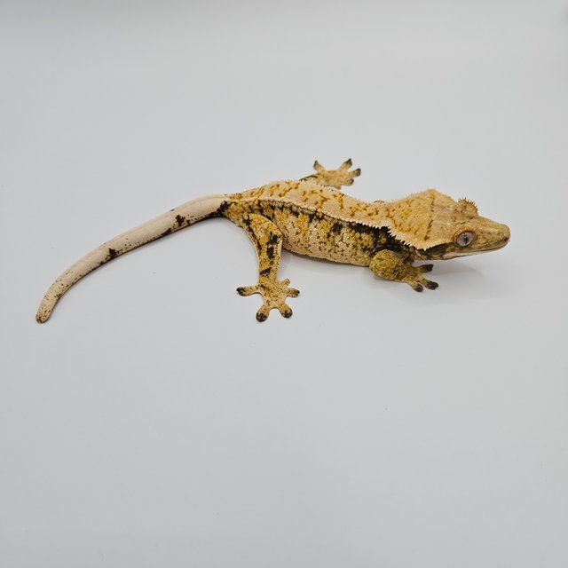 노멀 트라이 익스트림할리퀸 드리피