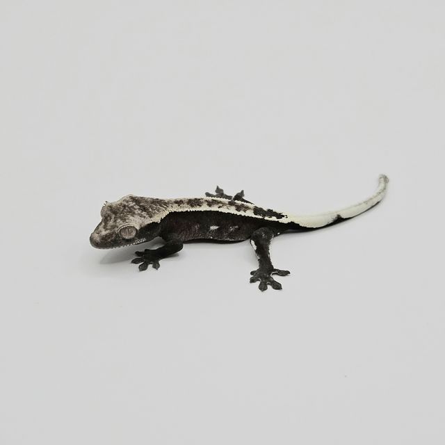 아잔틱