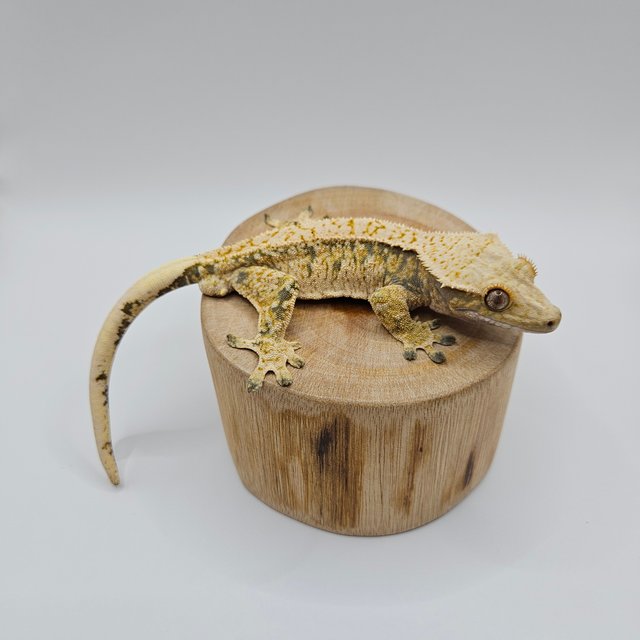 노멀 트라이 익스트림할리퀸 드리피 화이트스팟