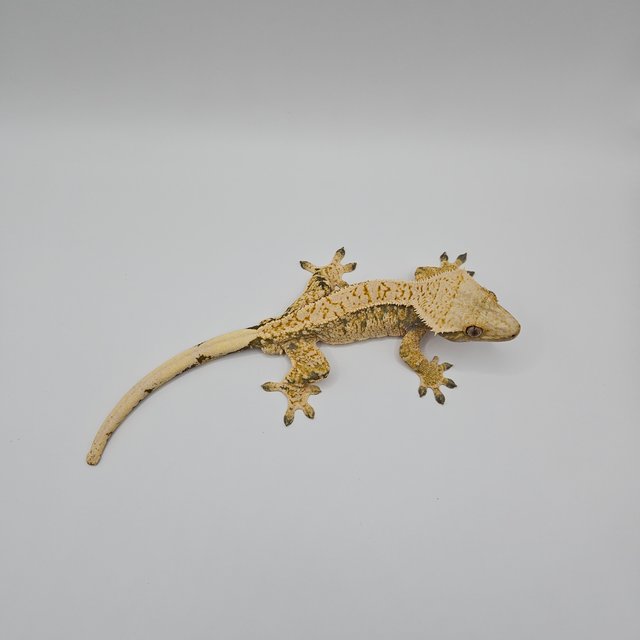 노멀 트라이 익스트림할리퀸 드리피 화이트스팟