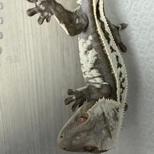 아잔틱 (부)