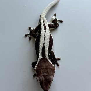 릴잔틱 (모)