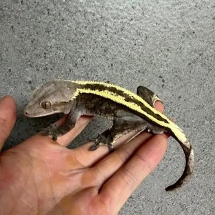 아잔틱 세이블 (부)