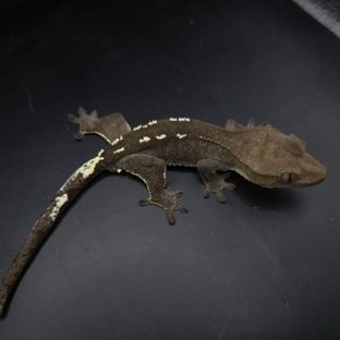 아잔틱