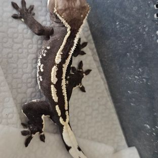 아잔틱