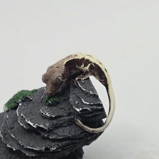 릴리 세이블 릴잔틱 세이블 아잔틱