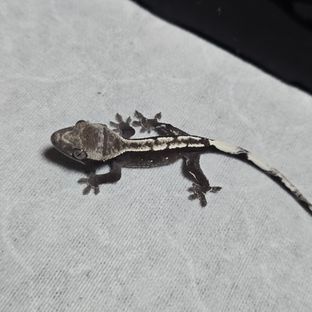 아잔틱