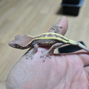 100%헷아잔틱 세이블