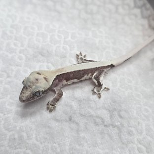 릴잔틱 솔리드백